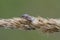 Small dewy grass shieldbug on bent