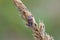 Small dewy grass shieldbug on bent