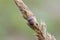 Small dewy grass shieldbug on bent