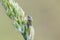 Small dewy shieldbug on bent