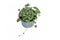 Small \\\'Dichondra Argentea\\\' plant in pot