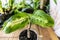 A small dieffenbachia sprout is in the pot