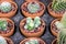 Small different types of cactus plants.