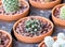 Small different types of cactus plants.