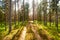 A small dirt path leading through a beautiful coniferous Pine grove in Estonian boreal forest.