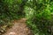 Small dirt road into the forest. Intense vegetation.