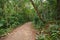 Small dirt road into the tropical forest. Intense green vegetation.