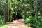 Small dirt trail through trees. In the background forest. Sao Paulo Botanical Garden