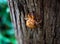 A small discarded cicada shell on a tree 2