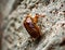 A small discarded cicada shell on a tree macro 2