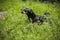 Small dog barking in grass