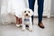 Small dog with bow tie between bride and groom feet at wedding.