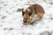 The small dog breed sitting in the snow chewing on a large bone