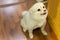 small dog breeds or Pomeranian licking in its nose and sitting in floor