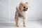 Small dog breeds or Pomeranian wearing a cloth and standing on a white table