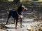 small dog with chain around his neck is standing on the ground near the autumn leaves