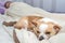 Small dog chihuahua sleeping in bed