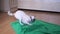 Small dog Chihuahua wiped on a towel after washing and shakes. Slow motion
