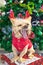 A small dog Chihuahua yawns in deer horns and a New Year`s suit on the background of the Christmas tree