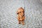 Small dog dachshund