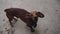 A small dog Dachshund runs to the camera and barks menacingly. Cool pet. Beautiful animal.