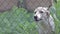 A small dog defending its territory barks loudly behind a metal mesh fence. A guard dog in the backyard barks at people. Slow moti