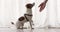 Small dog executes a command pet obedience workout