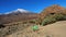 Small dog with green astronaut suit in front of the teide