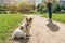 Small dog with his owner woman walking with leash in park