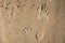 Small dog and humans feet prints on a wet sand