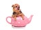 Small dog inside the tea pot, licking its nose