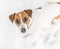 A small dog Jack russel terrier playing in snow and looking into camera. A cute doggy portrait in winter at cold frosty weather. W