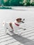 A small dog jack russell terrier in red collar running, jumping, playing and barking on gray sidewalk tile at sunny