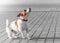 A small dog jack russell terrier in red collar running, jumping, playing and barking on gray sidewalk tile at sunny