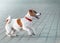 A small dog jack russell terrier in red collar running, jumping, playing and barking on gray sidewalk tile at sunny