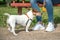 small dog Jack Russell Terrier stands at the feet of its owner