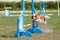 Small dog jumping over an obstacle on its course in dog agility sport competition