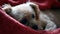 a small dog laying in a red blanket on the floor