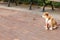 A small dog on a leash outside on a round brick park area