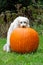 Small dog loves big pumpkin