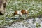 Small dog move in hail stone at garden