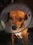 Small dog not happy in cone of shame