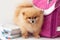 A small dog orange Pomeranian stands between a school briefcase, pencil case and a stack of textbooks
