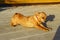 Small Dog Over Wooden Background. Downward Facing Dog Pose. Animals, Pets Concept.