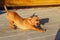 Small Dog Over Wooden Background. Downward Facing Dog Pose. Animals, Pets Concept.