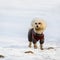 A small dog in overalls in the Park. A dog walks in the Park in winter. Portrait of a dog in winter