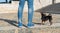 Small dog of the pinscher breed walking with the owner