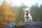 small dog poised on a large rock, forest in background