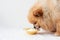 A small dog, a Pomeranian, stands near a yellow bowl of yogurt and eats from it