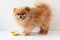 A small dog, a Pomeranian, stands next to a yellow bowl she has eaten and looks at the camera, side view